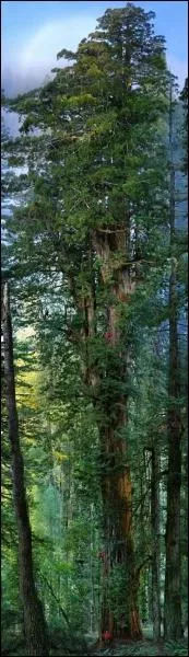 J'espre que vous avez de bons yeux, combien de personnes habilles en rouge comptez-vous, grimpes sur ce gant ?