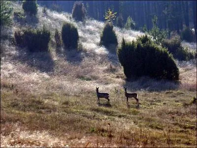 Elle frquente le mme endroit que ces deux biches !