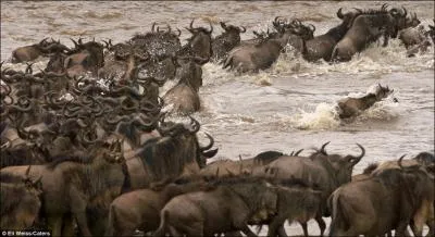 On les trouve au mme endroit, pour une mme migration !