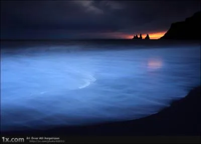 On trouve du corail rouge dans les eaux norvgiennes !