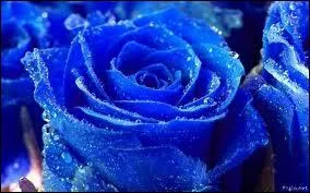 Quelle est la couleur de cette fleur ?