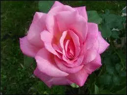 Quelle est la couleur de cette fleur ?