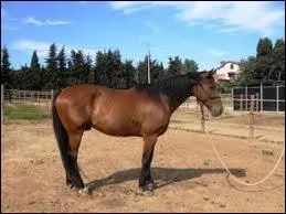 Quelle est cette race ?