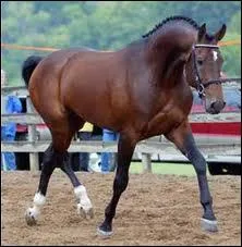 Quelle est cette race ?