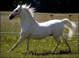 Quelle est cette race ?