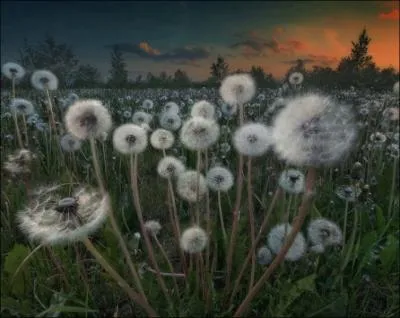 Des trois, je suis le seul � pouvoir mulotter dans cette prairie !