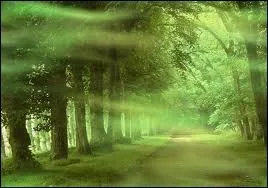 La divination par les feuilles (d'arbres ou de plantes) se nomme botanomancie. Comment doit-on procder ?