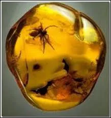 Les gemmes ont toujours eu des valeurs symboliques et magiques. Un homme qui porte un anneau d'ambre... ?