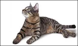 De quelle race est ce chat, plus couramment connu sous un autre nom ?