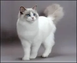 Quelle est la race de ce chat ?