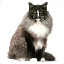 Quelle est la race de ce chat ?