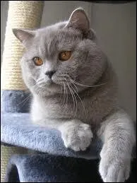 Quelle est la race de ce chat ?