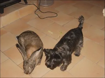 La cuniculiculture est l'levage :