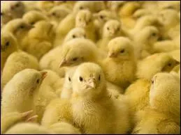 Vous le savez tous, le poussin est le bébé de ...