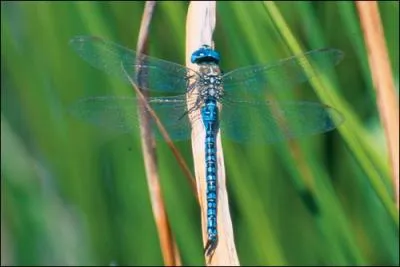 Insecte voisin de la libellule, mais plus petit et aux deux paires d'ailes presque identiques, au vol lent, c'est :