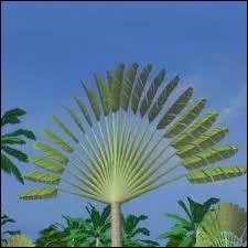 Quel est l'autre nom de l'arbre voyageur ?