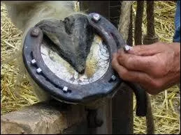 Un cheval doit toujours tre ferr.