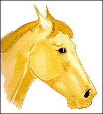 Si ton cheval a les oreilles couches en arrire et les naseaux pincs, il est :