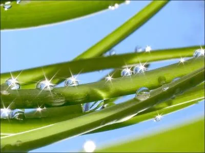 Qu'est-ce qui rend cette image diffrente ?