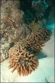 Invertbr des fonds marins,  corps mou et cylindrique, atteignant jusqu' 25 cm de long appel galement concombre de mer.