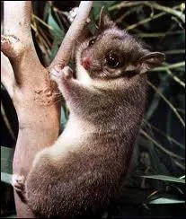 Mammifre marsupial d'Australie et de Nouvelle-Guine, ressemblant au renard ou  la sarigue appel galement opossum d'Australie.