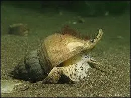 Gros mollusque gastropode comestible des ctes de l'Atlantique, appel galement bulot.