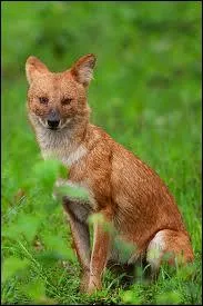 Canid sauvage d'Asie qui chasse en meutes.