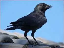 Petite corneille noire  nuque grise d'Europe et du Moyen-Orient, vivant en colonies dans des anfractuosits.