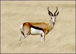 Antilope d'Afrique australe  la course extrmement rapide et capable d'effectuer des bonds considrables pour chapper  un prdateur.