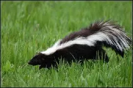 Mammifre carnivore d'Amrique, au pelage blanc et noir, qui loigne les prdateurs en projetant  plusieurs mtres un liquide irritant et nausabond scrt par ses glandes anales.