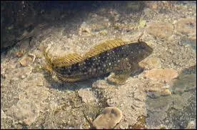 Petit poisson du littoral marin ou d'eau douce, pouvant se fixer aux rochers par ses nageoires ventrales formant ventouse.