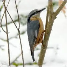 Passereau des forts d'Europe occidentale et d'Afrique du Nord qui grimpe avec agilit sur les troncs.