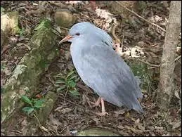Oiseau chassier de Nouvelle-Caldonie,  aigrette,  bec et pattes rouges, devenu rare et protg.