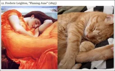 Ce chat domestique, le chat des forts norvgienne, a une particularit !