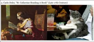 En Amrique latine, il existe un chat presque exclusivement arboricole !