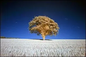  Adagio for strings  a t jou lors des obsques de personnalits connues comme Franklin Delano Roosevelt, le Roi Baudouin de Belgique et de Grace Kelly.