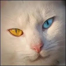 Comment s'appelle cette particularit oculaire ?