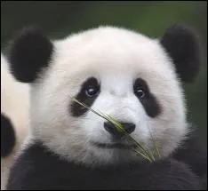 Le panda gant fait-il partie de la mme famille que l'ours polaire ?