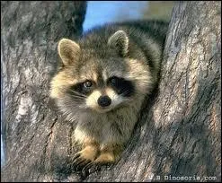 Comment s'appelle cet animal qui grimpe facilement aux arbres ?