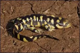 La salamandre commune a-t-elle la capacit de rgnrer des parties de son corps aprs amputation ?