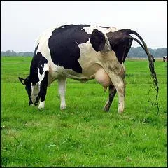  Le paresseux ressemble  une bouse de vache : quiconque la ramasse...   Compltez cette citation de la Bible.