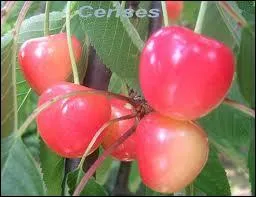 Ce fruit a-t-il un noyau ou des ppins ?