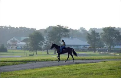 L'amble est spontané chez certaines races de chevaux !