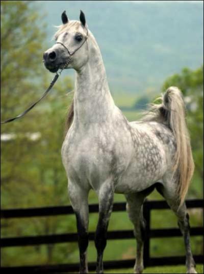 A quel endroit ont dmarr les courses de chevaux monts, devant public ?