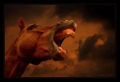 A quelle poque ont dmarr ces courses ?