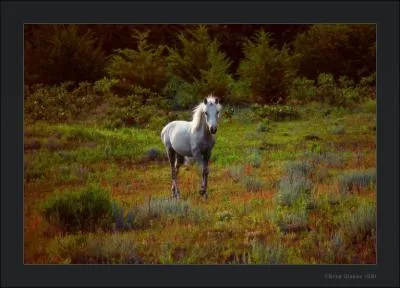 Dans ces courses, on montait dj des chevaux sells !