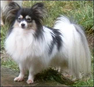 Quelle est cette race de chien ?