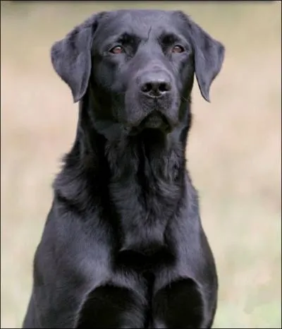 Quelle est cette race de chien ?
