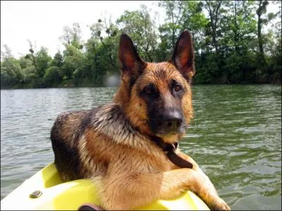 Quelle est cette race de chien ?