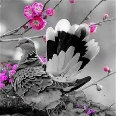 "Mes souvenirs sont si nombreux Que ma raison ne peut y suffire". Nommez le poète et inventeur français né dans l'Aude en 1842. Il accomplit des travaux sur le télégraphe et un prix porte son nom.